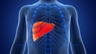 İnsan İç Sindirim Organ Karaciğeri Anatomisi 3 boyutlu Görüntü
