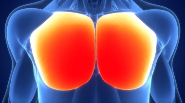 İnsan Kas Sistemi 'nin 3 boyutlu tasviri Gövde Kasları Göğüs Kasları Anatomisi