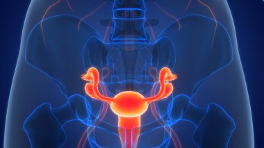 3B Kadın Üreme Sistemi Anatomisi Çizimi