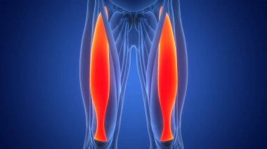 İnsan Kas Sistemi 'nin 3B İllüstrasyon Konsepti Bacak Kasları Rektüs Femoris Kas Anatomisi