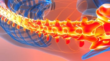İnsan İskelet Sistemi Anatomisi 'nin Omurga Omurgası 3 boyutlu İllüstrasyon Kavramı