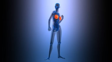 3 Boyutlu Kadın İç Organı Meme Bezleri Anatomisi