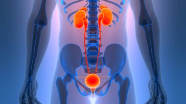 İnsan İdrar Sistemi Böbrekleri İdrarında 3 Boyutlu İllüstrasyon Anatomisi