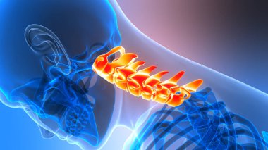 İnsan İskelet Sistemi Anatomisi 'nin Omurga Omurgası Servikal Omurgası 3 boyutlu Görünümü