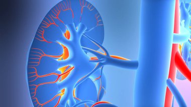 İnsan İdrar Sistemi Böbrek Anatomisi 3 boyutlu Çizim Konsepti