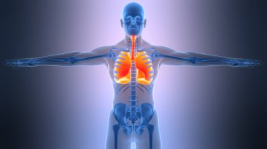 İnsan Solunum Sistemi 'nin 3B Görüntü Anatomisi Akciğerleri