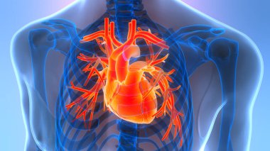 İnsan Dolaşım Sistemi Kalp Anatomisi 'nin 3B İllüstrasyon Kavramı