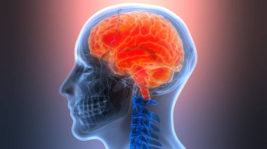 İnsan Sinir Sistemi Beyin Anatomisi Merkezi Organı 3 boyutlu Görüntü