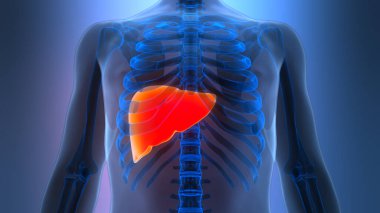 İnsan İç Sindirim Organ Karaciğeri Anatomisi 3 boyutlu Görüntü