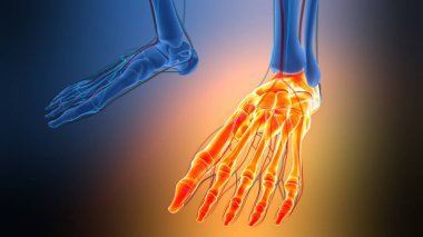 3 Boyutlu İskelet Sistemi Ayak Kemiği Eklemleri Anatomisi