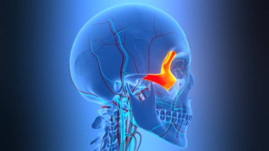 3D İnsan İskeleti Kurukafa Parçaları Elmacık Kemiği Anatomisi