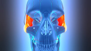3D İnsan İskeleti Kurukafa Parçaları Elmacık Kemiği Anatomisi