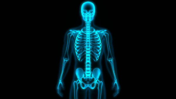 Концепция трехмерной иллюстрации костных соединений скелета человека