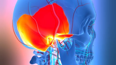 3D İnsan İskelet Sistemi Kurukafa Kemiği Eklemleri Konsepti