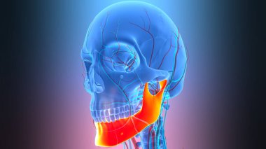 3B İnsan İskelet Sistemi Kurukafa Kemiği Eklemleri Çene Anatomisi