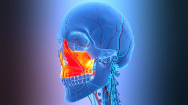 3D İnsan İskelet Sistemi Kurukafa Kemiği Eklemleri Maksimum Anatomi