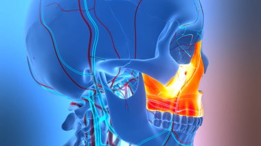 3D İnsan İskelet Sistemi Kurukafa Kemiği Eklemleri Maksimum Anatomi