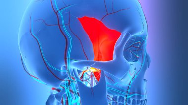İnsan iskeletinin 3 boyutlu tasviri Kafatası Kafatası Kafatası Sfenoid Kemik Anatomisini Parçalar