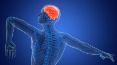 İnsan Sinir Sistemi Beyin Anatomisi Merkezi Organı 3 boyutlu Görüntü