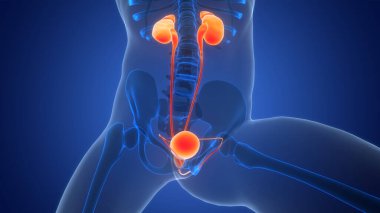 İnsan İdrar Sistemi Böbrekleri İdrarında 3 Boyutlu İllüstrasyon Anatomisi