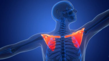 3B İnsan İskelet Sistemi Göğüs (Omuz) Korse Kemiği Eklemleri Anatomisi Konsepti