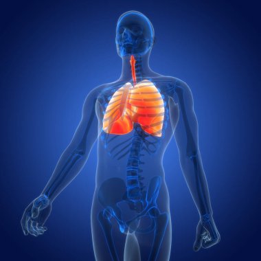 İnsan Solunum Sistemi 'nin 3B Görüntü Anatomisi Akciğerleri