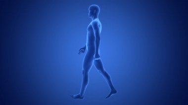 Yürüyen Poz Anatomisine Uyan İnsan Kas Uyumunun 3 Boyutlu İllüstrasyonu