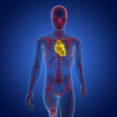 İnsan Dolaşım Sistemi Kalp Anatomisi 'nin 3B İllüstrasyon Kavramı