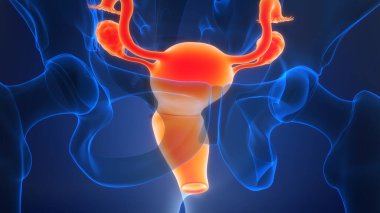 3B Kadın Üreme Sistemi Anatomisi Çizimi