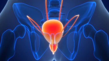 İnsan İdrar Sistemi Böbrekleri İdrarında 3 Boyutlu İllüstrasyon Anatomisi
