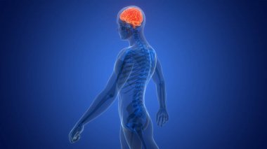 İnsan Sinir Sistemi Beyin Anatomisi Merkezi Organı 3 boyutlu Görüntü