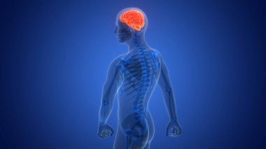 İnsan Sinir Sistemi Beyin Anatomisi Merkezi Organı 3 boyutlu Görüntü