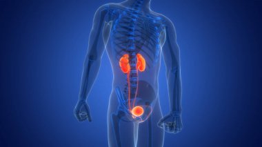 İnsan İdrar Sistemi Böbrekleri İdrarında 3 Boyutlu İllüstrasyon Anatomisi