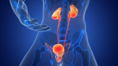 İnsan İdrar Sistemi Böbrekleri İdrarında 3 Boyutlu İllüstrasyon Anatomisi