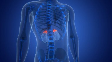 İnsan Vücut Bezleri Adrenal Salgı Bezi Anatomisi 3B Görünümü