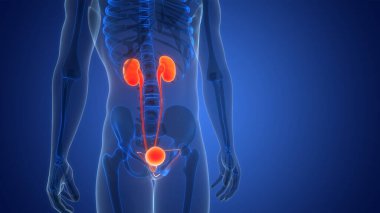 İnsan İdrar Sistemi Böbrekleri İdrarında 3 Boyutlu İllüstrasyon Anatomisi