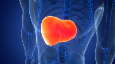 İnsan İç Sindirim Organ Karaciğeri Anatomisi 3 boyutlu Görüntü
