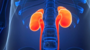 İnsan İdrar Sistemi Böbrekleri İdrarında 3 Boyutlu İllüstrasyon Anatomisi