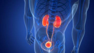 İnsan İdrar Sistemi Böbrekleri İdrarında 3 Boyutlu İllüstrasyon Anatomisi