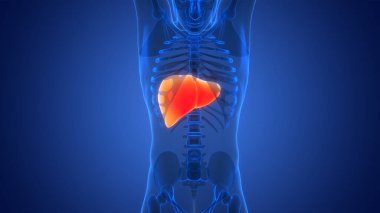 İnsan İç Sindirim Organ Karaciğeri Anatomisi 3 boyutlu Görüntü