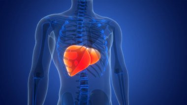 İnsan İç Sindirim Organ Karaciğeri Anatomisi 3 boyutlu Görüntü