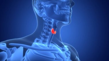 İnsan Vücut Bezleri Tiroid Bezi Anatomisi 3 Boyutlu İllüstrasyon