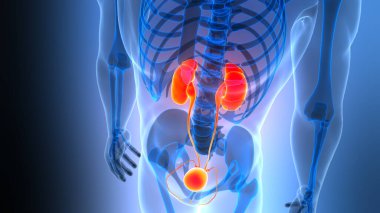 İnsan İdrar Sistemi Böbrekleri İdrarında 3 Boyutlu İllüstrasyon Anatomisi