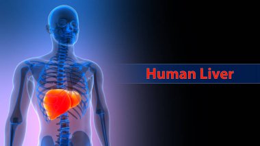 İnsan İç Sindirim Organ Karaciğeri Anatomisi 3 boyutlu Görüntü