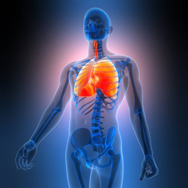 İnsan Solunum Sistemi 'nin 3B Görüntü Anatomisi Akciğerleri