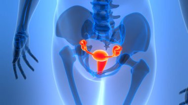 3B Kadın Üreme Sistemi Anatomisi Çizimi