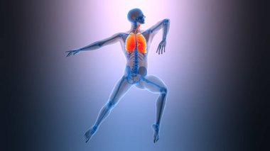 İnsan Solunum Sistemi 'nin 3B Görüntü Anatomisi Akciğerleri