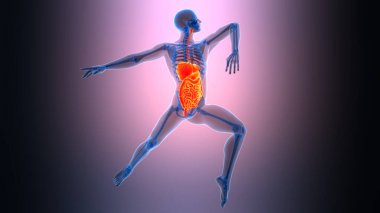 İnsan Sindirim Sistemi Anatomisi 'nin 3B İllüstrasyonu