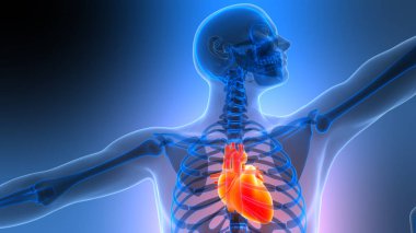İnsan Dolaşım Sistemi Kalp Anatomisi 'nin 3B İllüstrasyon Kavramı