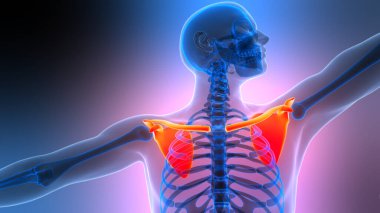 3B İnsan İskelet Sistemi Göğüs (Omuz) Korse Kemiği Eklemleri Anatomisi Konsepti